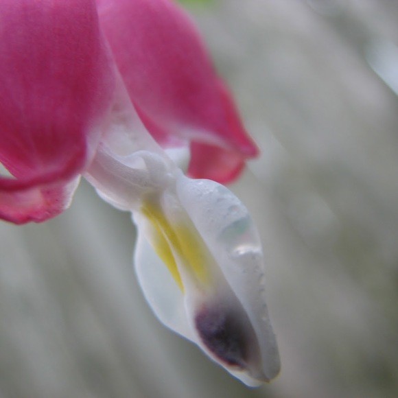 Meet the Posher Other - Meet your Posher, Lisa